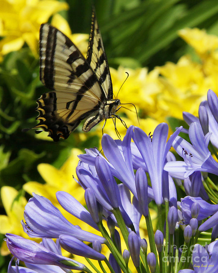 Tiger Swallowtail Butterfly Lands On An Agapanthus Flower For Pollen