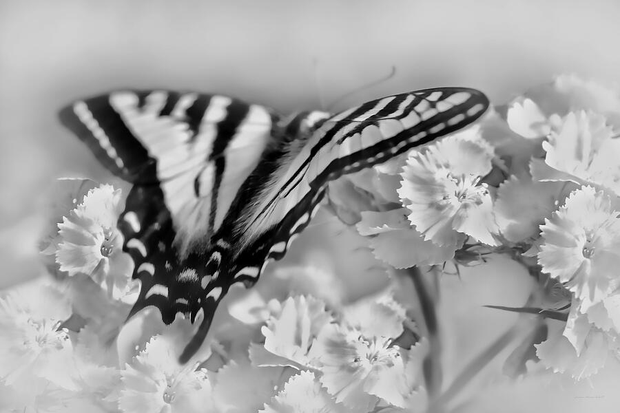Tiger Swallowtail Butterfly Monochrome Photograph by Jennie Marie Schell