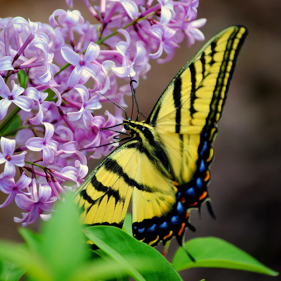 Tiger Swallowtail Butterfly Photograph by Nathan Abbott