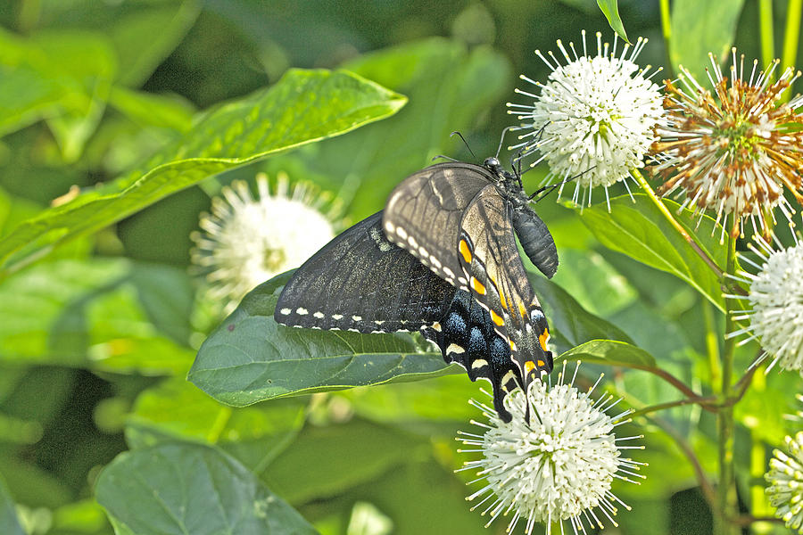 Tiger Swallowtail Butterfly On Buttonbush - Dark Phase - Papilio glaucus Photograph by Carol Senske
