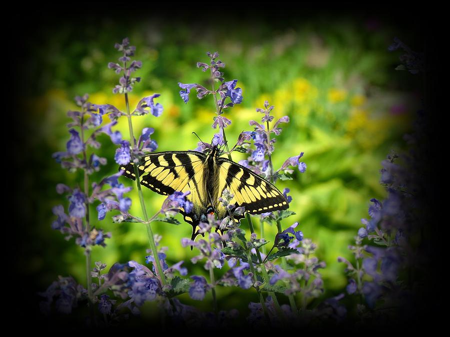 Tiger Swallowtail Butterfly on Catmint Photograph by MTBobbins Photography