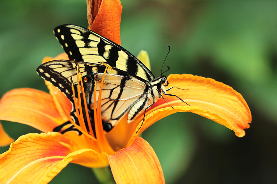 Tiger Swallowtail Butterfly On Daylily Photograph by Carol Senske