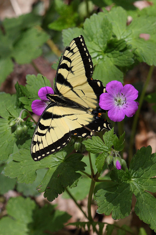 Tiger Swallowtail Butterfly On Geranium Photograph by Daniel Reed