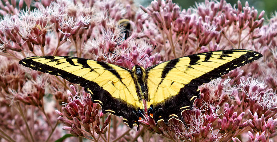 Tiger Swallowtail Butterfly on Milkweed Photograph by Duane McCullough
