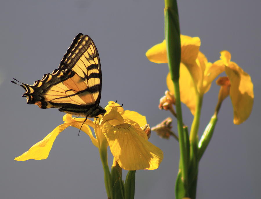Tiger Swallowtail Butterfly on Yellow Flag Iris Photograph by John Burk