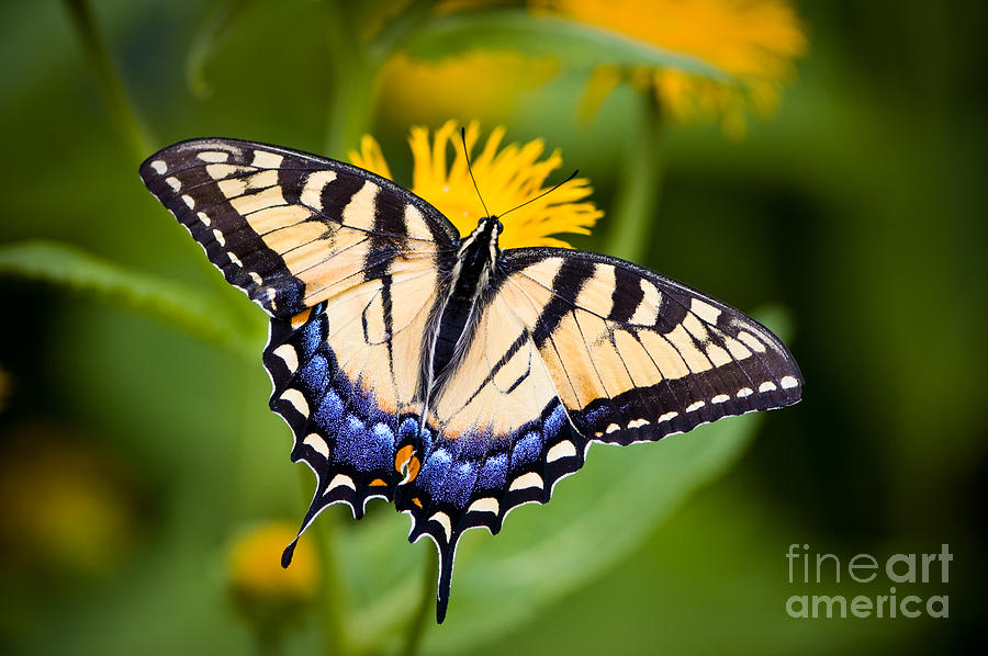 Tiger Swallowtail Butterfly Photograph by Oscar Gutierrez