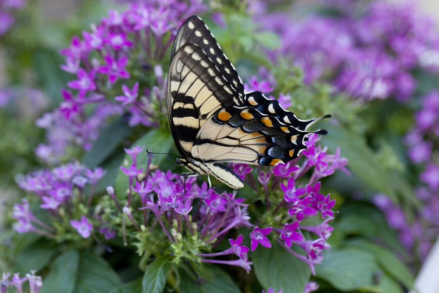 Tiger Swallowtail Butterfly Photograph by Robert Camp