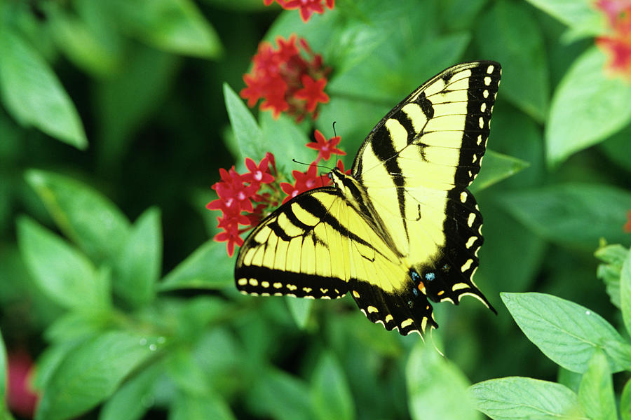 Tiger Swallowtail Butterfly Photograph by Sally Mccrae Kuyper/science Photo Library
