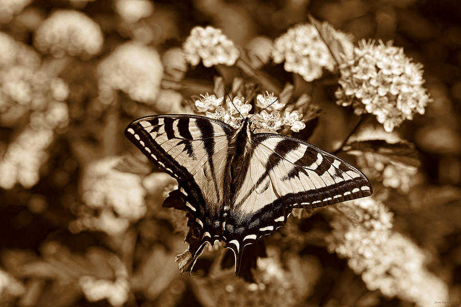 Tiger Swallowtail Butterfly Sepia Photograph by Jennie Marie Schell