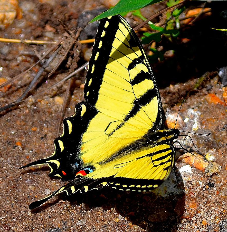 Tiger Swallowtail Butterfly Photograph by Tara Potts