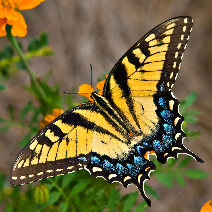 Tiger Swallowtail Butterfly Photograph by Tom Hirtreiter