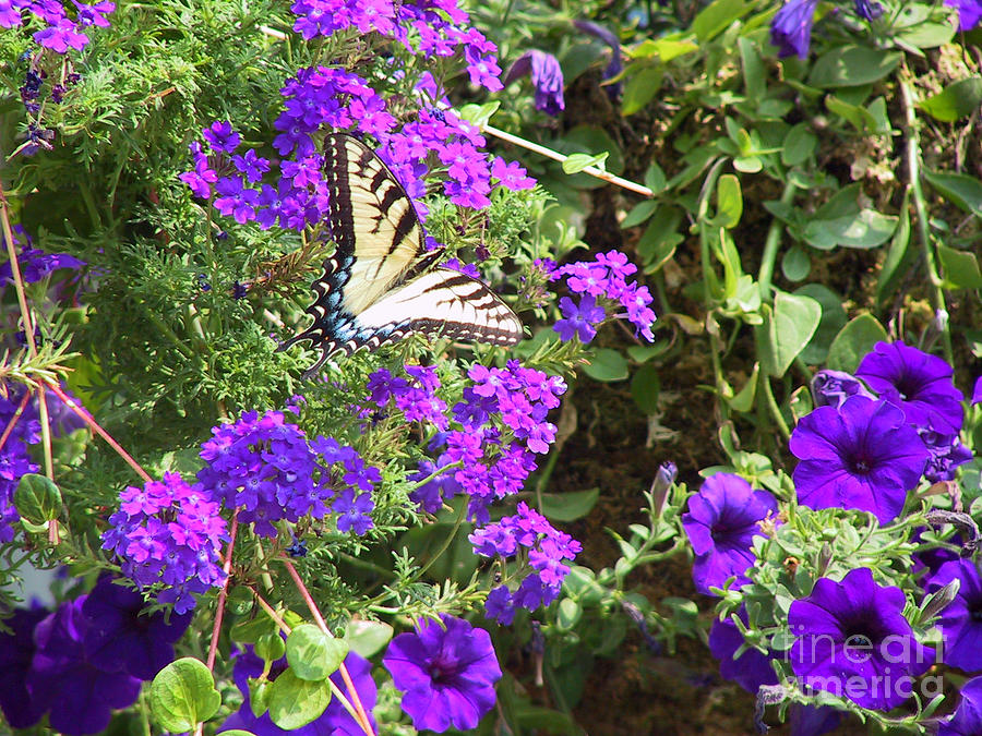 Tiger Swallowtail Butterfly with Purple Wave Petunias and Verbena Photograph by Conni Schaftenaar