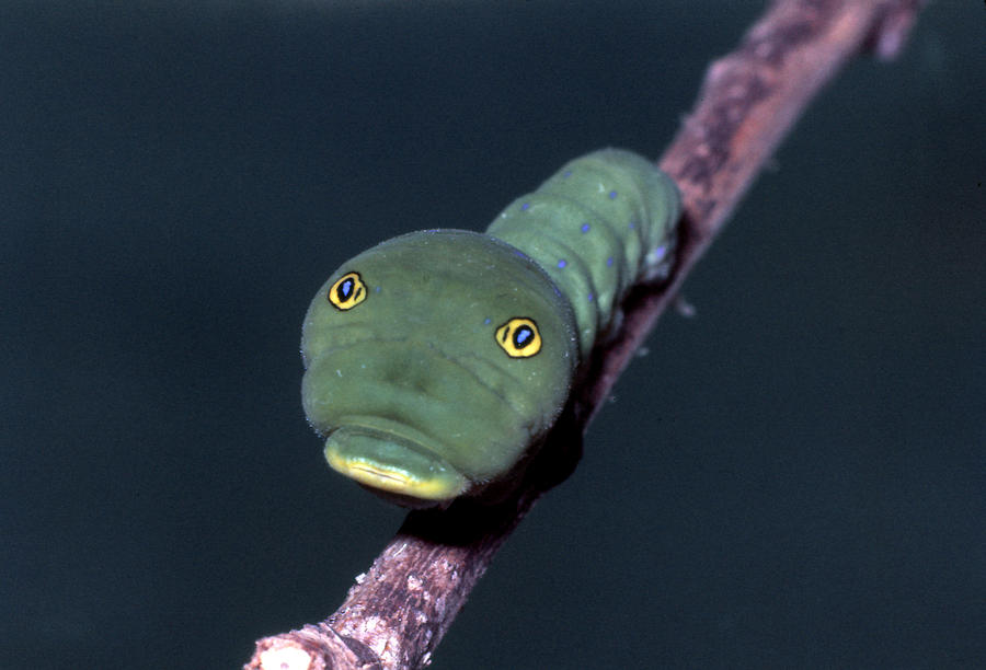 Tiger Swallowtail Caterpillar Photograph by Harry Rogers