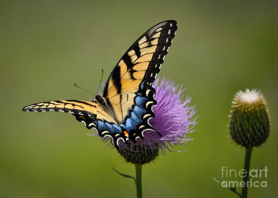 Tiger Swallowtail Photograph by Cheryl McClure