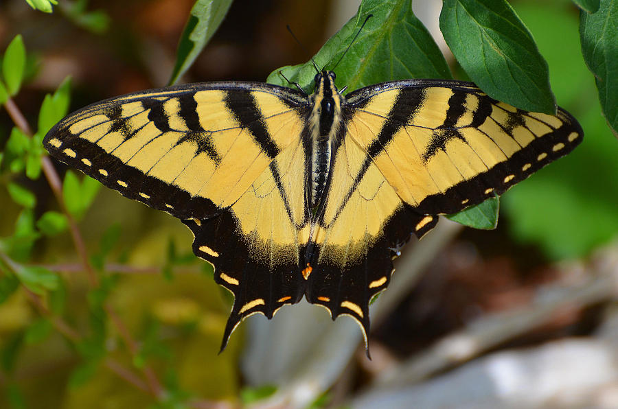 Tiger Swallowtail Photograph by Chris Tennis - Fine Art America