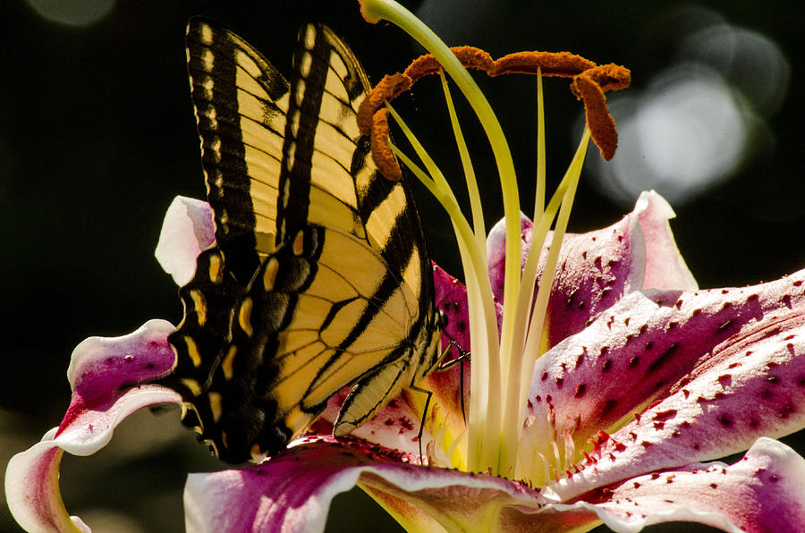 Butterfly Digital Art - tiger Swallowtail by Darlene Freas
