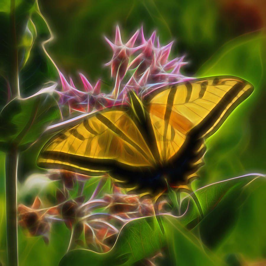 Flower Digital Art - Tiger Swallowtail Digital Art by Ernest Echols