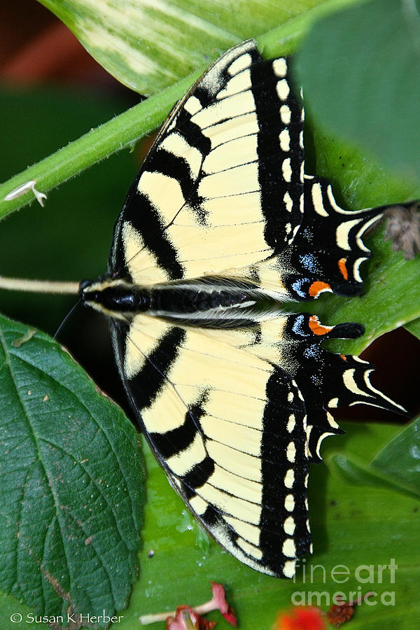 Tiger Swallowtail Exposed Photograph by Susan Herber