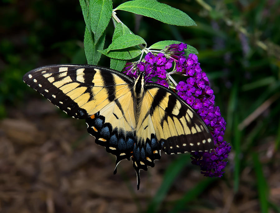 Tiger Swallowtail Photograph by Harry Meares Jr - Fine Art America