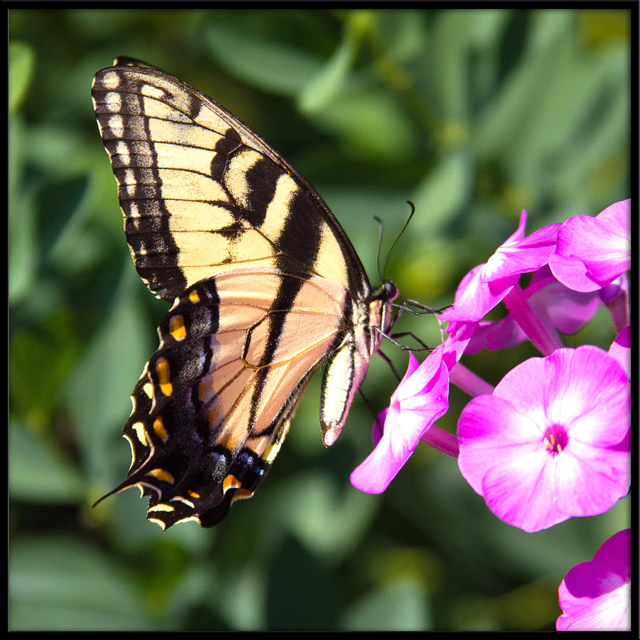 Tiger Swallowtail Photograph by Hermes Fine Art
