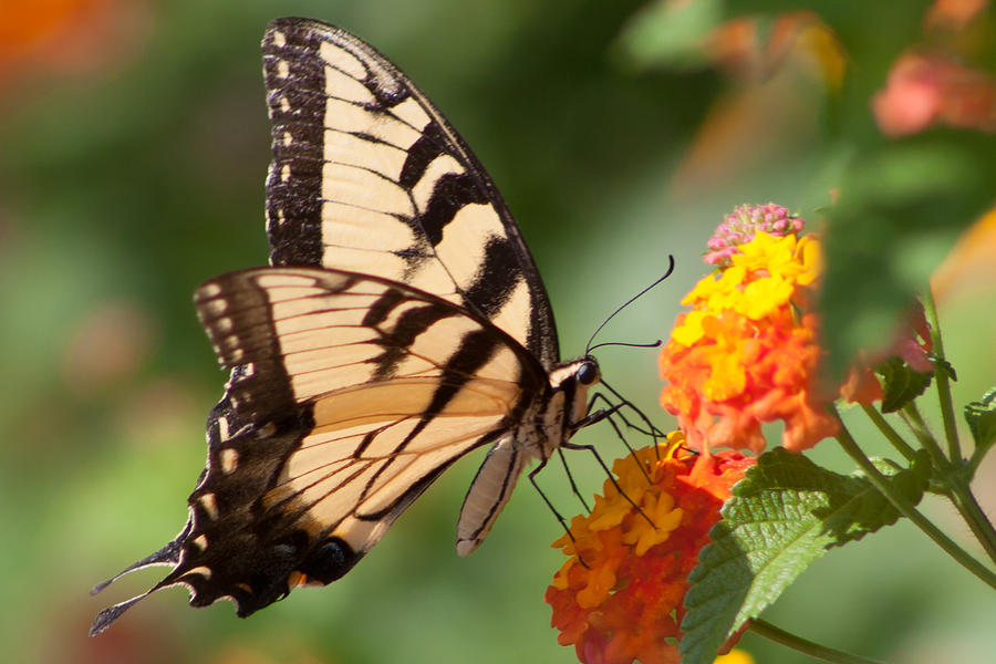 Tiger Swallowtail II Photograph by Lynne Jenkins