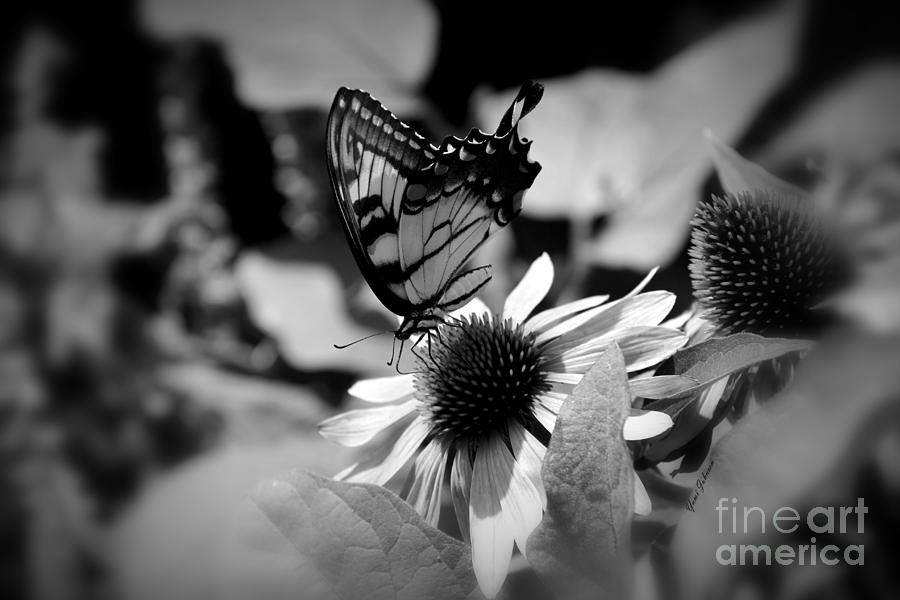 Tiger Swallowtail in Black and White Photograph by Yumi Johnson