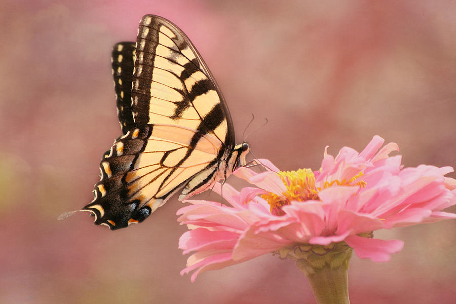 Tiger Swallowtail in the Pink Photograph by Kim Hojnacki