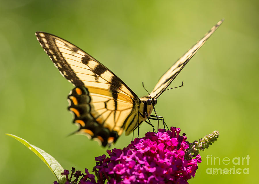Tiger Swallowtail Photograph by Iris Richardson