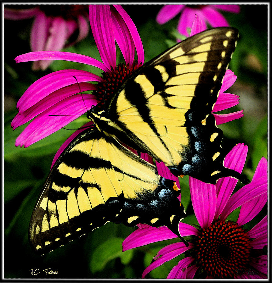 Flower Photograph - Tiger Swallowtail by James C Thomas