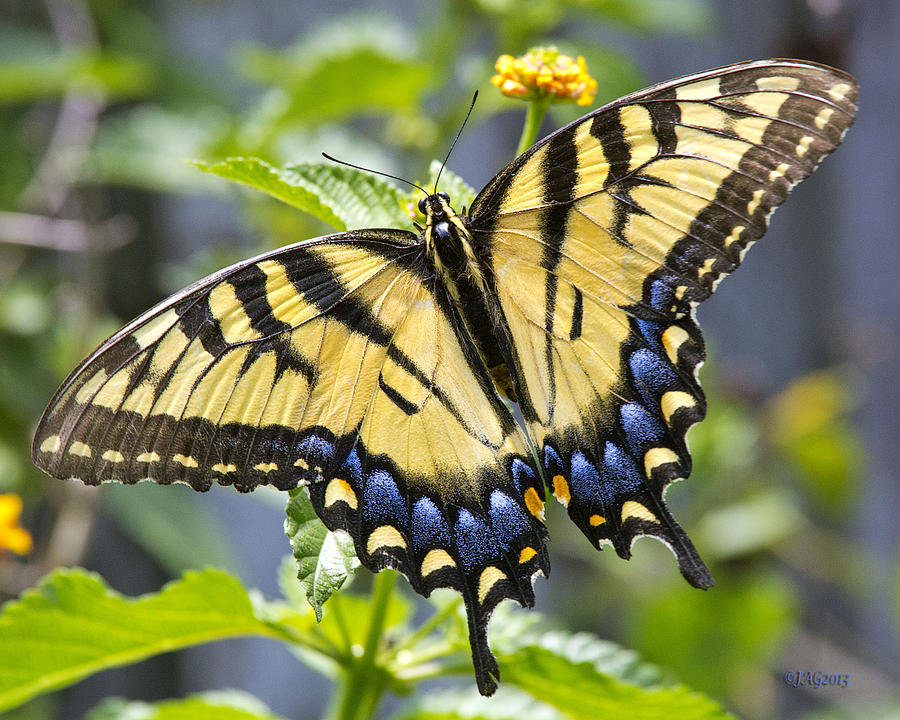 Tiger Swallowtail Photograph by James Garvie - Fine Art America