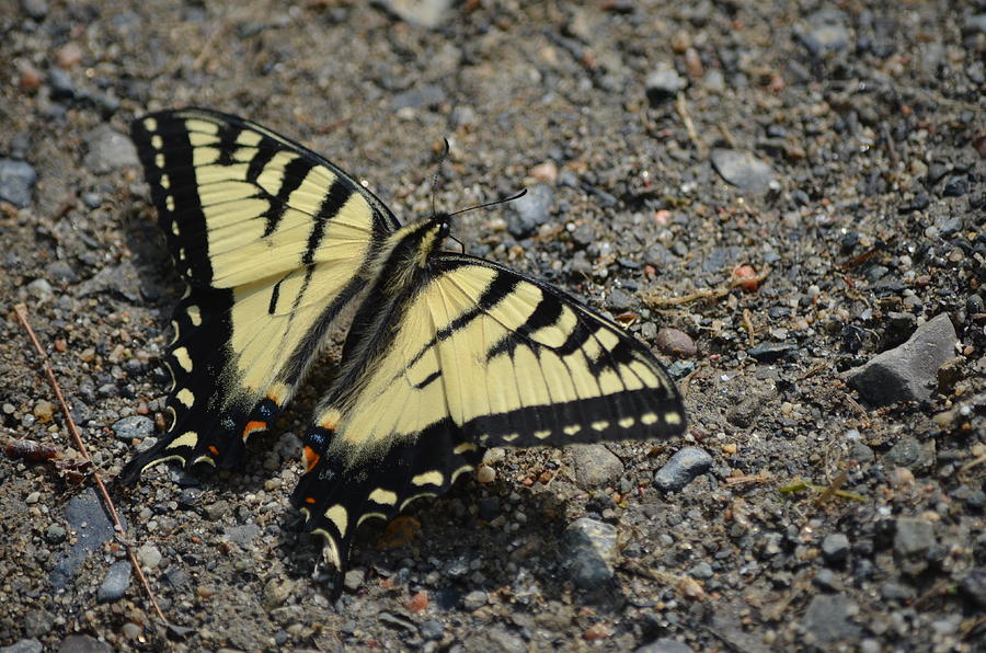 Tiger Swallowtail Photograph by James Petersen