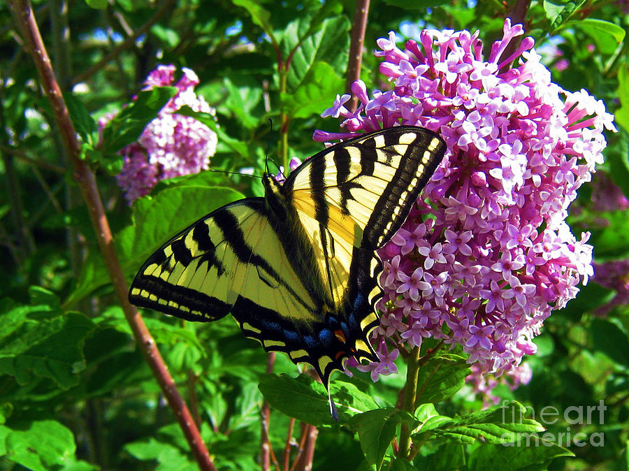 Tiger Swallowtail Photograph by Janice Westerberg - Fine Art America