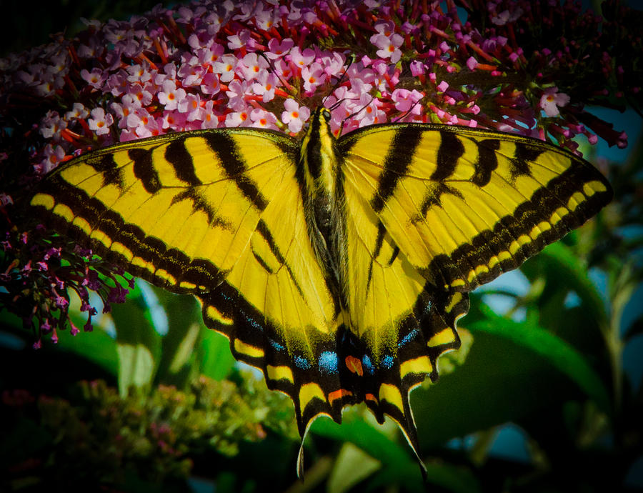 Tiger Swallowtail  Photograph by Janis Knight