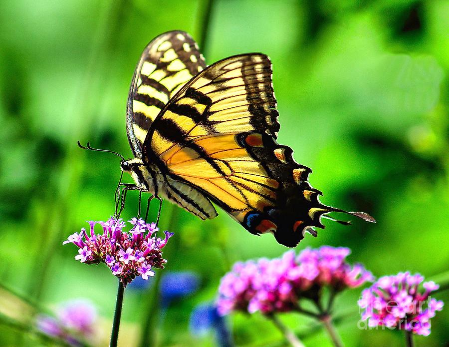 Tiger Swallowtail Photograph by Nick Zelinsky Jr - Fine Art America