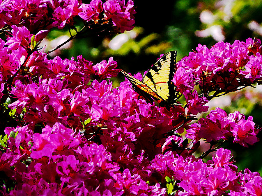 Butterfly Photograph - Tiger Swallowtail on Azalea by Susan Savad