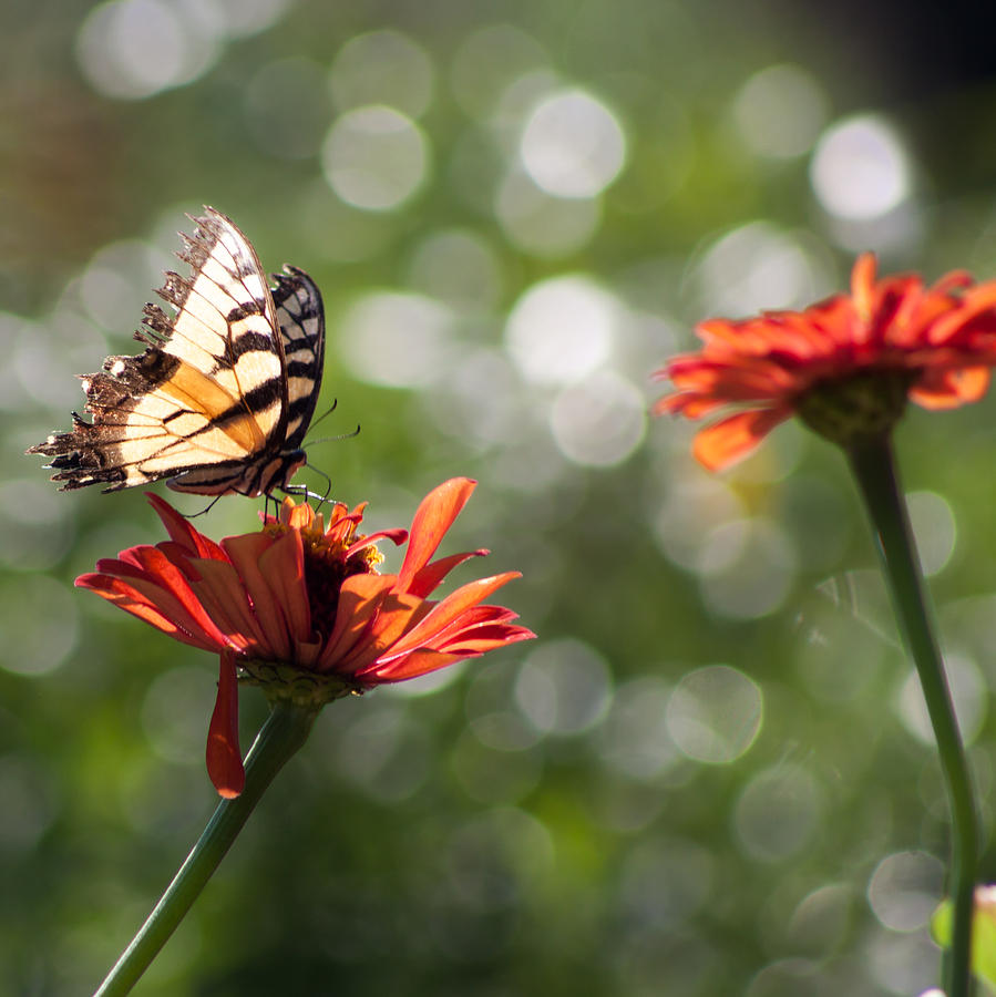 Tiger Swallowtail on Bokeh Photograph by Lynne Jenkins