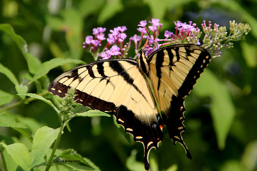 Tiger Swallowtail on Butterfly Bush 1 - Featured in the Wildlife and ...