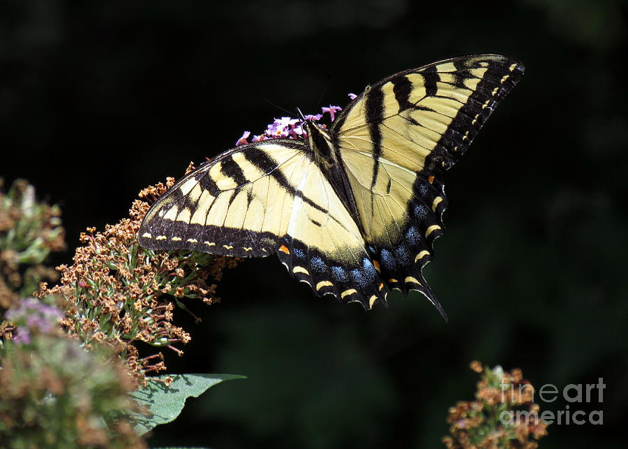 Tiger Swallowtail on Butterfly Bush II Photograph by Lili Feinstein