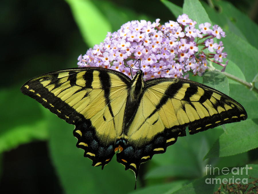 Tiger Swallowtail on Butterfly Bush Photograph by Lili Feinstein