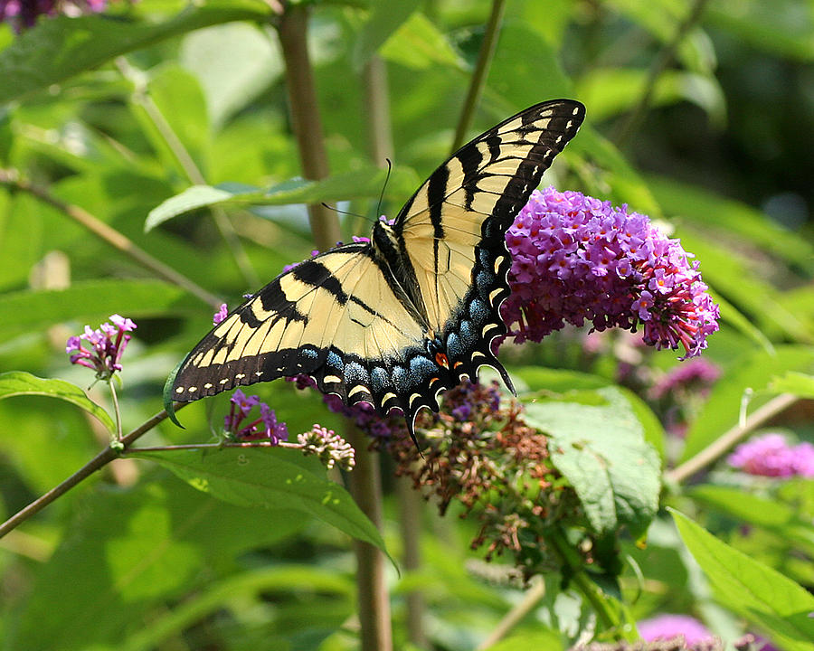 Tiger Swallowtail on Butterfly Bush Photograph by William Selander