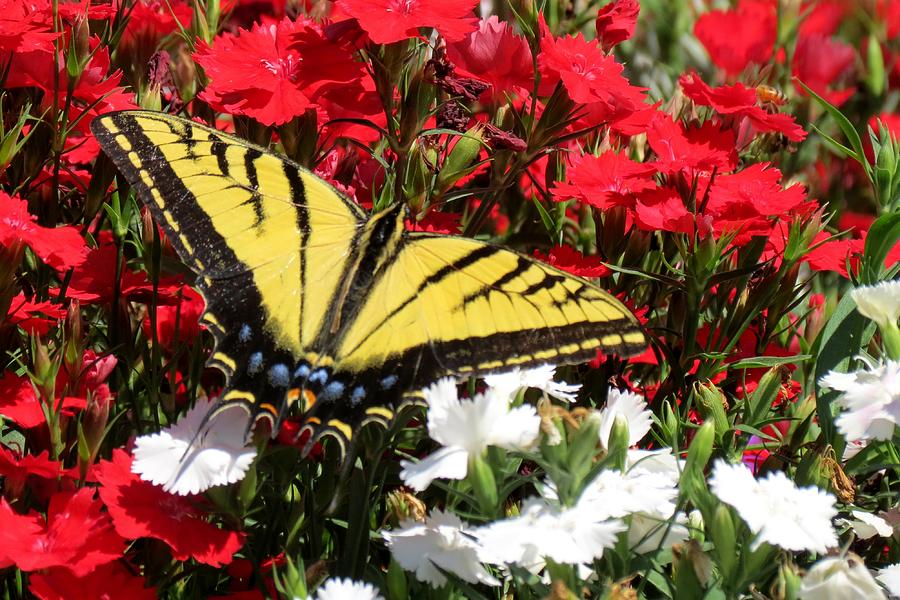 Tiger Swallowtail on Dianthus Photograph by Marilyn Burton