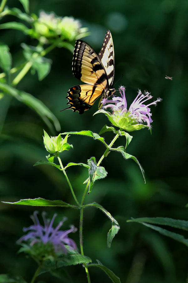 Tiger Swallowtail on Horse Mint Photograph by Michael Dougherty
