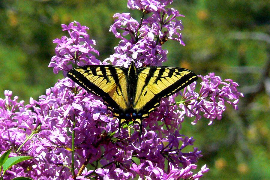 Tiger Swallowtail on lilac Photograph by Marilyn Burton