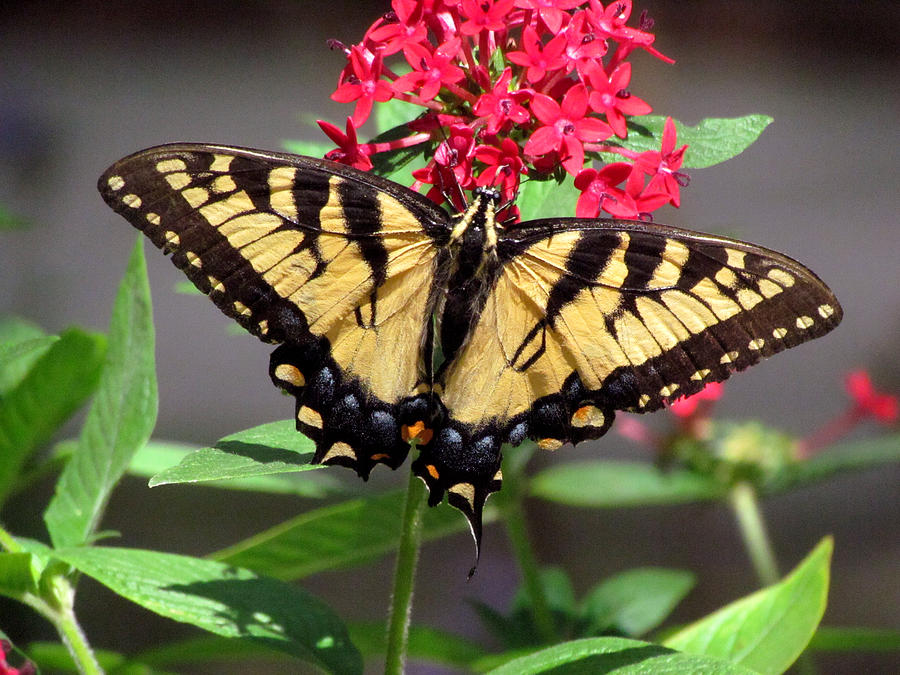Tiger Swallowtail on Pentas Photograph by Judy Wanamaker