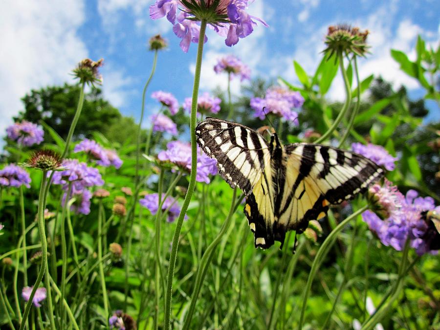 Tiger Swallowtail on Pincushion Flowers Photograph by MTBobbins Photography