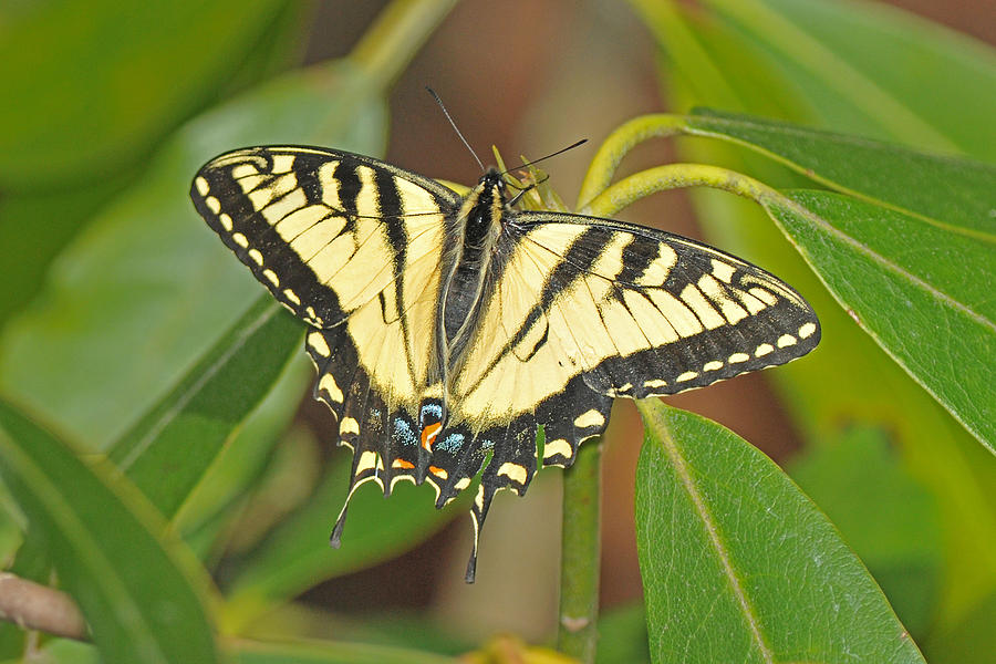 Tiger Swallowtail on Rhododendron Photograph by Alan Lenk