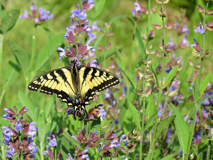 Tiger Swallowtail on Sage Flowers Photograph by MTBobbins Photography
