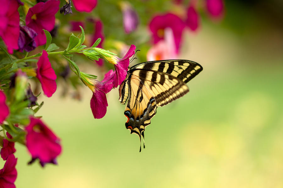 Tiger Swallowtail Photograph by Randy Wood