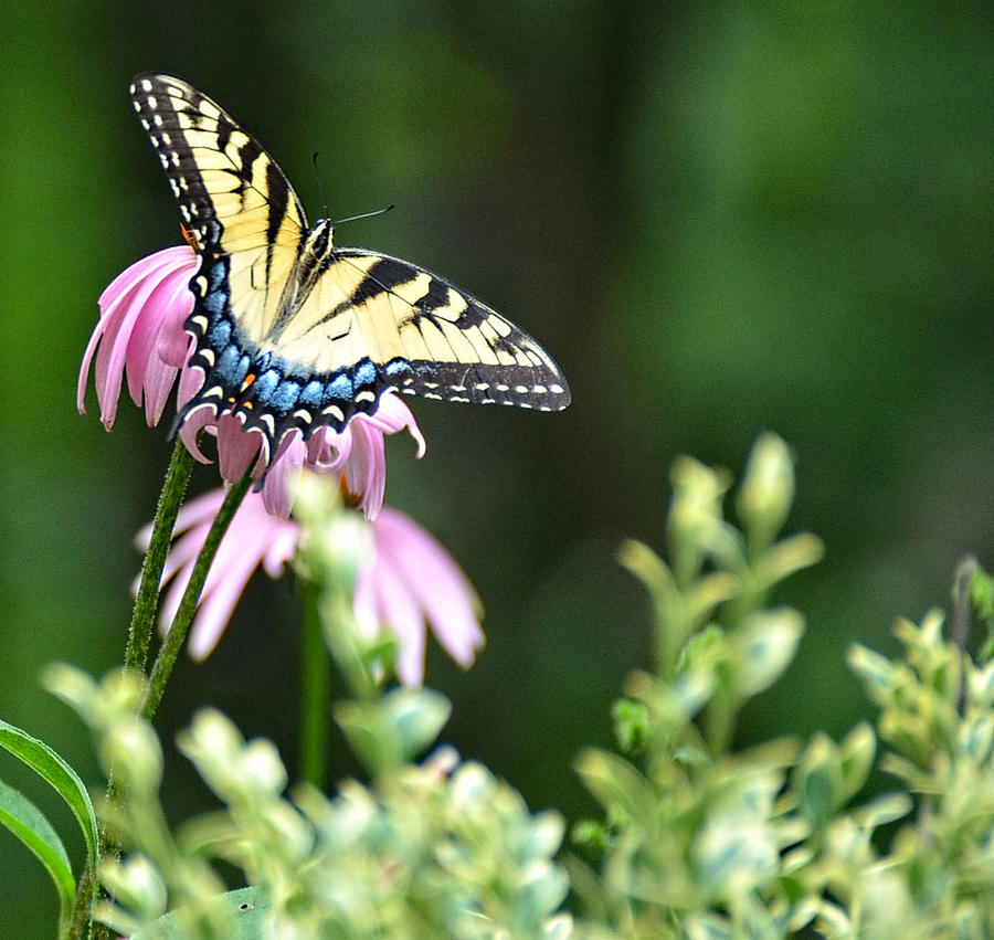 Tiger Swallowtail Photograph by Ronda Ryan