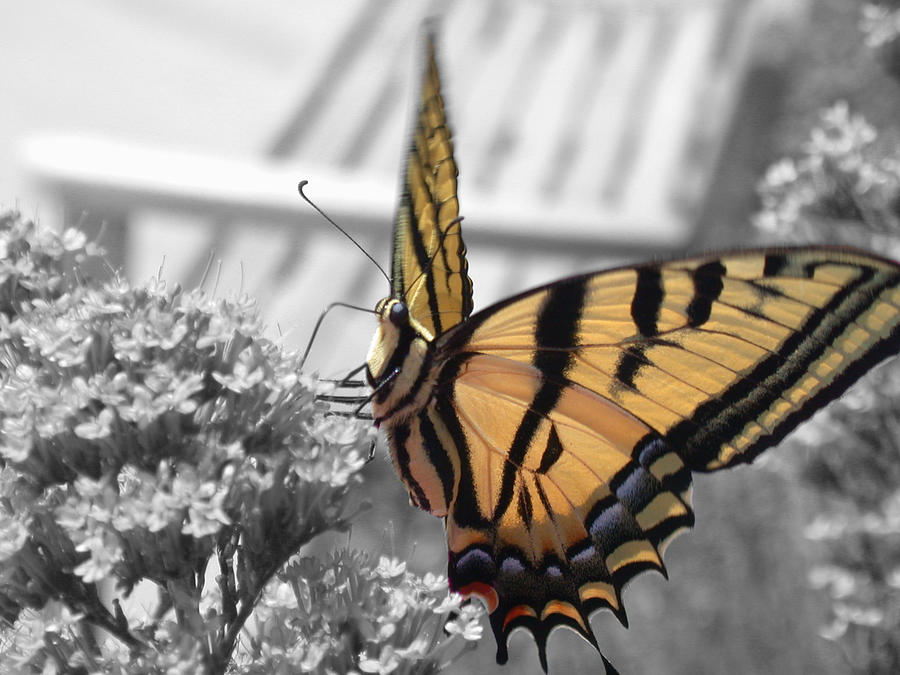 Tiger Swallowtail Photograph by Shane Bechler